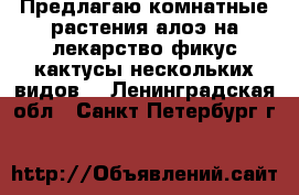 Предлагаю комнатные растения алоэ на лекарство фикус кактусы нескольких видов  - Ленинградская обл., Санкт-Петербург г.  »    